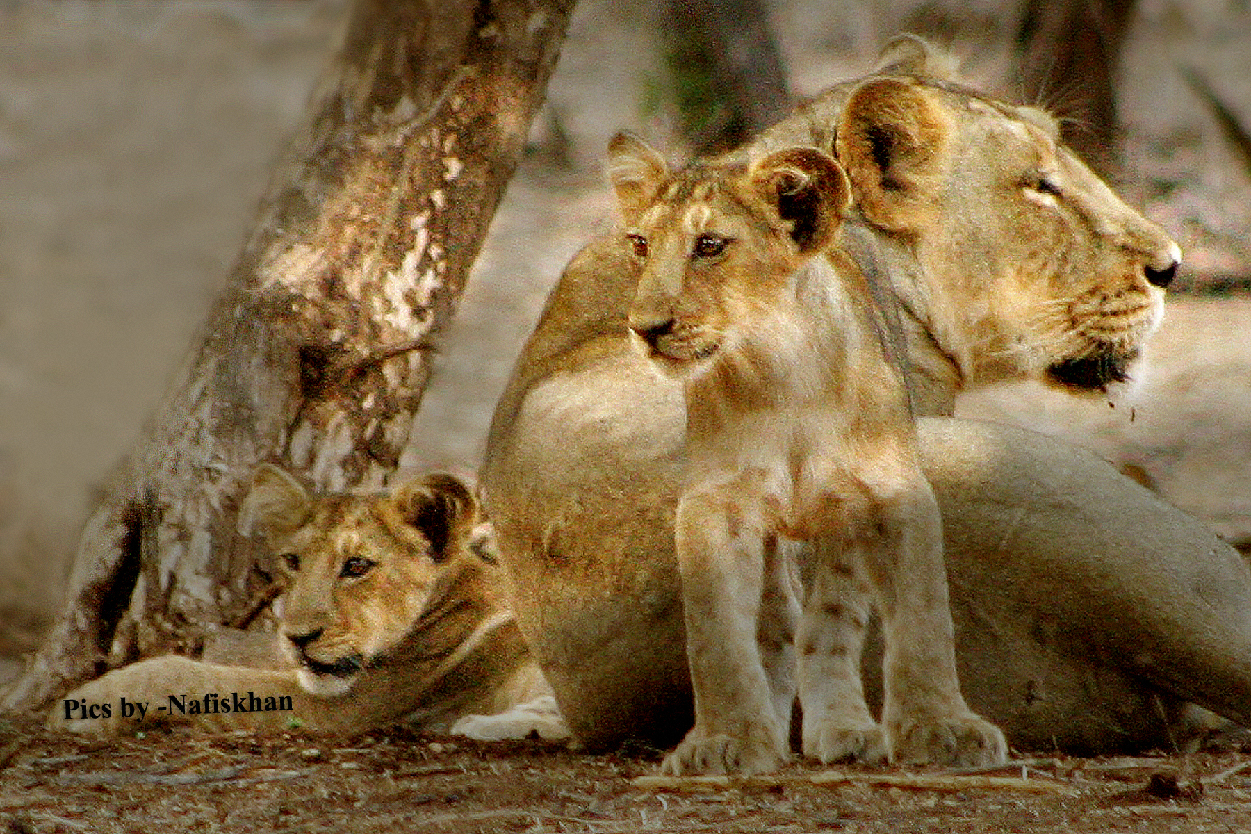 lion-gir-forest.jpg