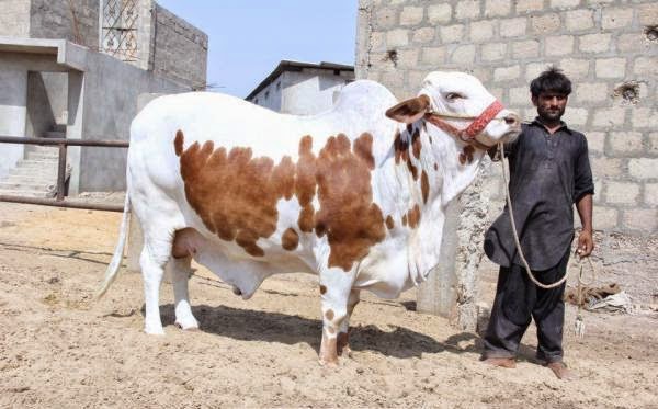 Bakra%2BEid%2BCow%2BQurbani%2B%25281%2529-766778.jpg