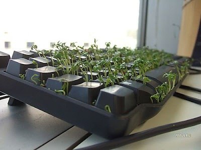 5-crafty-and-unique-ways-make-your-own-seed-starters.w654.jpg