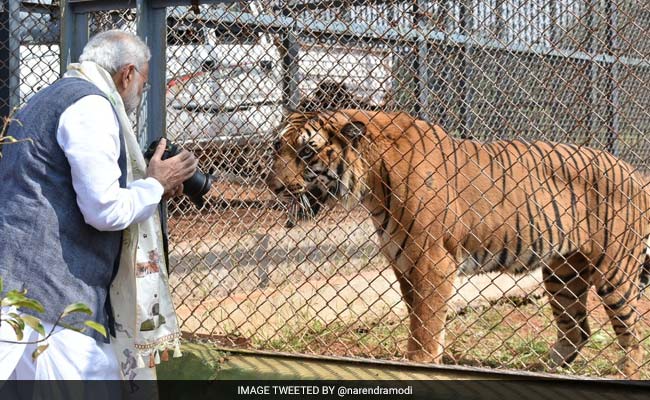 pm-modi-tiger-2_650x400_51477993824.jpg