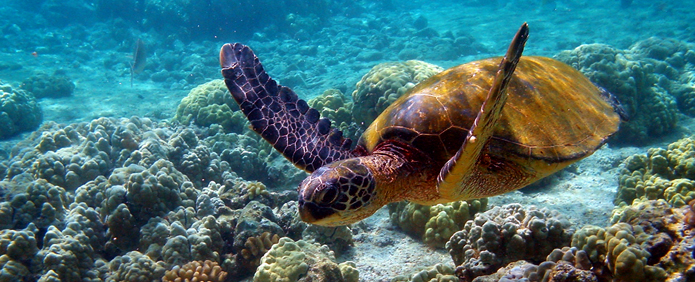 Gulf-of-Mannar-Marine-National-Park-in-Rameswaram.jpg