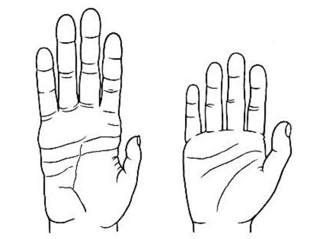 Chimpanzee-hand.jpg