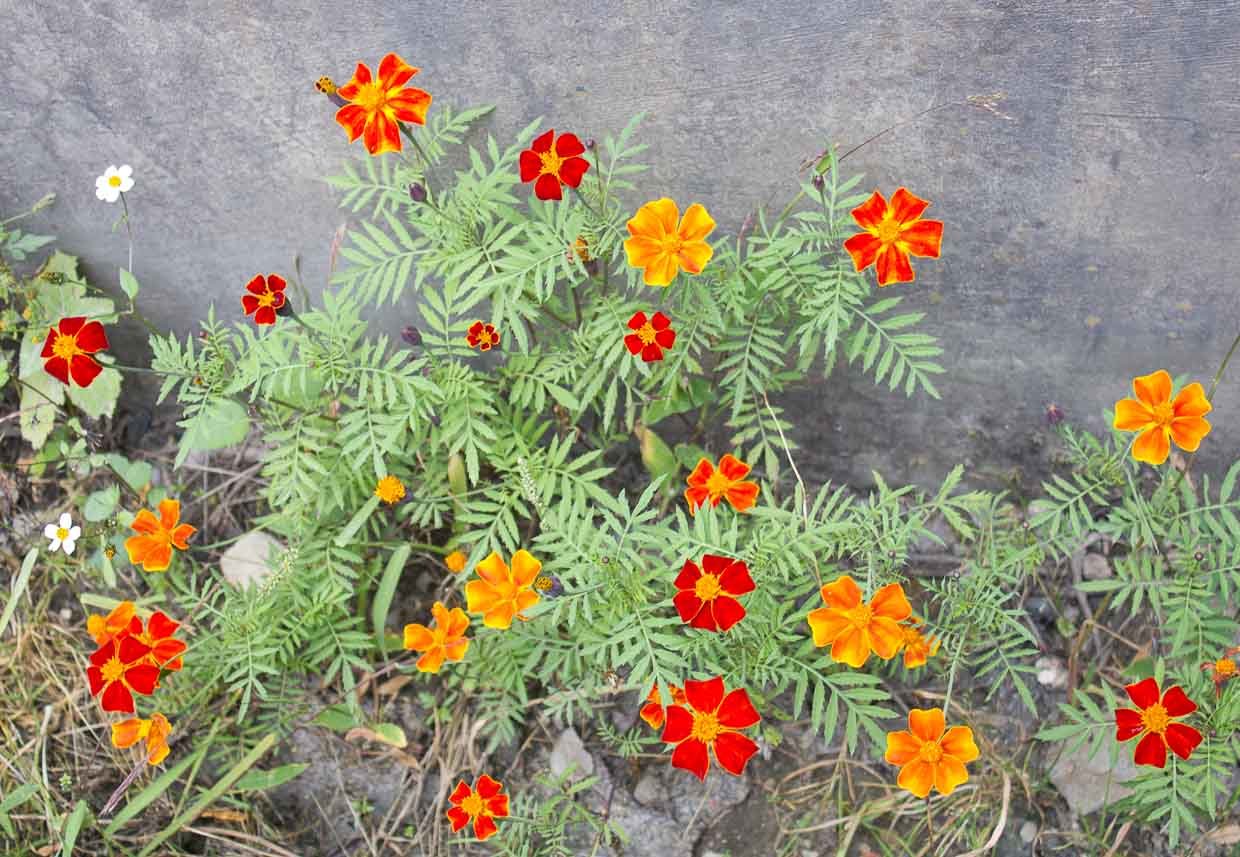 Wildflowers-on-Rock.jpg