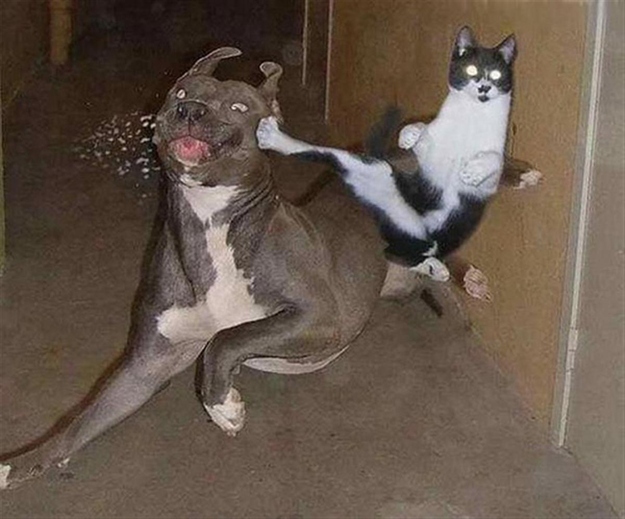 cat-katze-kitty-dog-hund-kick-boxing.jpg