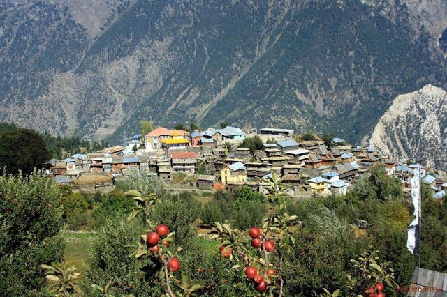 kalpa-village-during-apple-season.jpg