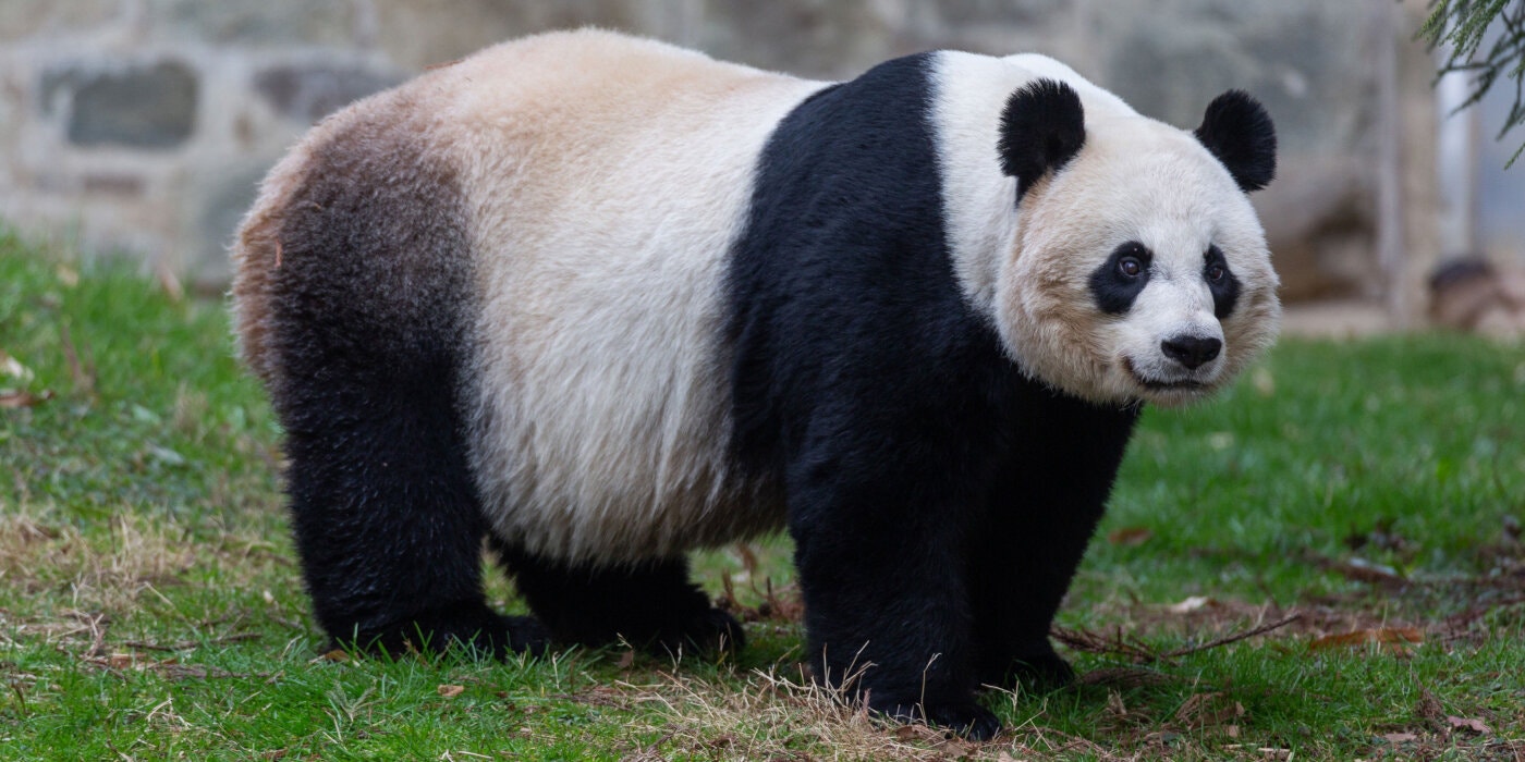 14-panda-baby-superJumbo.jpg