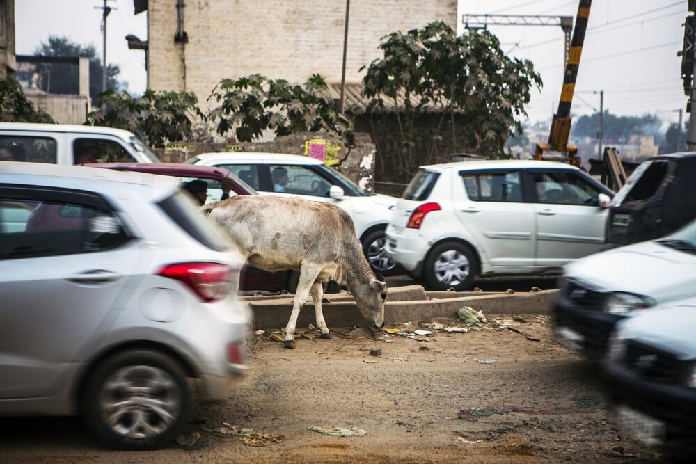 Vehicles drive past a cow in the middle of a road in Uttar Pradesh, India.