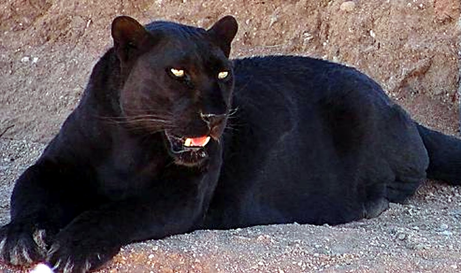 Black%2Bpanther%252C%2BQilinmon%2Bat%2Bthe%2BEnglish%2Blanguage%2BWikipedia.jpg