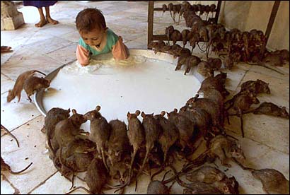 rat-temple-india-childsharesmilk.jpg