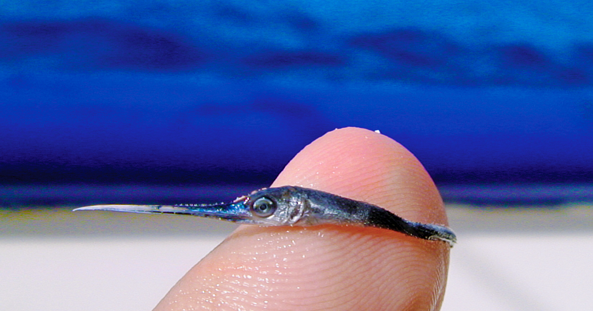 baby-swordfish-juan-c-levesque-fb.png