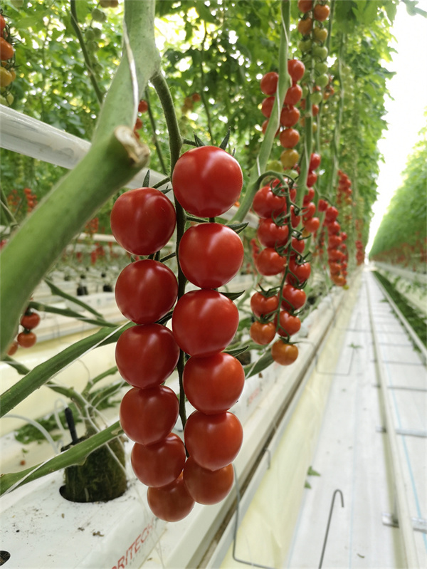 Sino techs expected to raise Pakistan tomato production