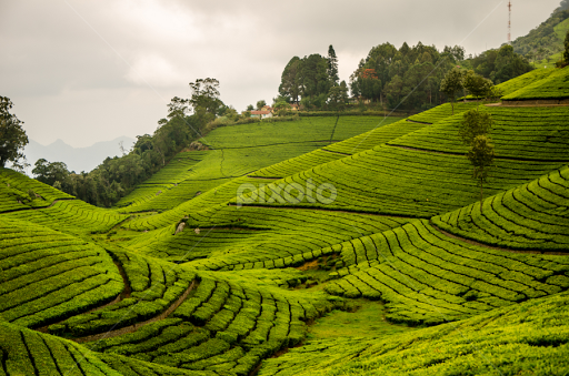 tea-estates-of-nilgiri-hills-5671904198262784.jpg