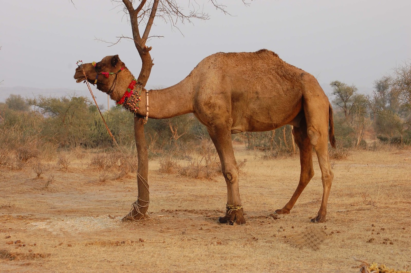 indian-animal-camel-hd-wallpapers%2B%25281%2529.jpg