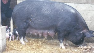 _65845552_pigmum.jpg