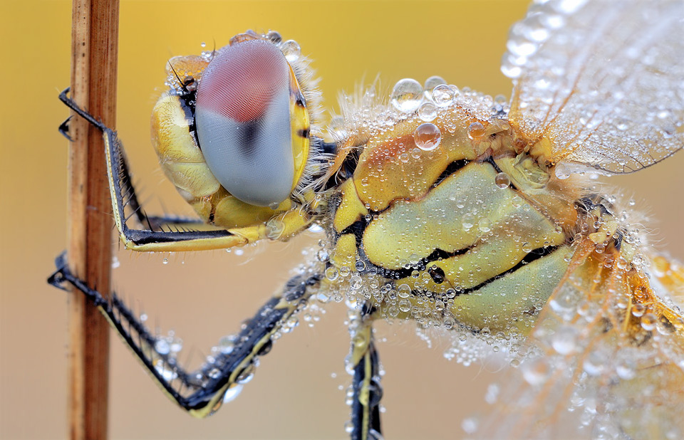 dragonfly-macro.jpg