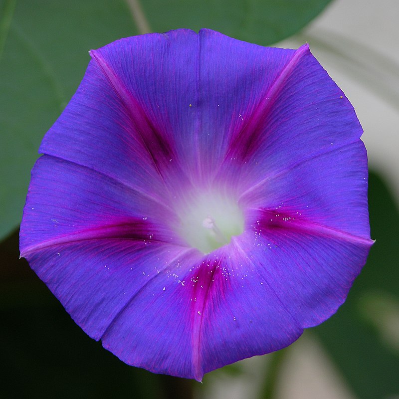 800px-Ipomoea_purpurea_2400px.jpg