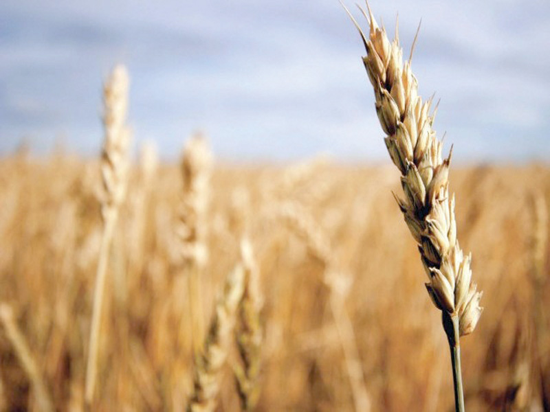 638907-wheat-1385748243.JPG