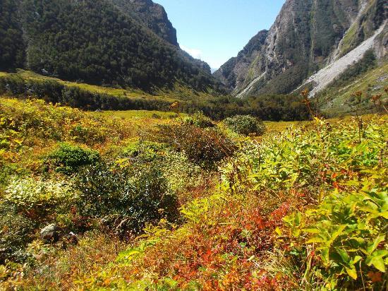 valley-of-flowers.jpg