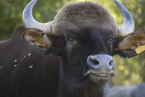 GAUR.jpg