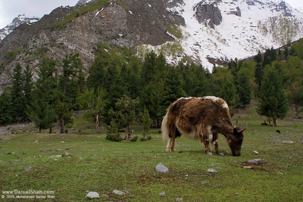 naltar-e1444202245435.jpg