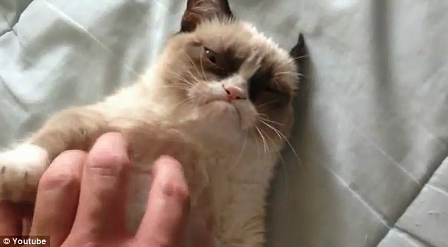 grumpy-cat.jpg