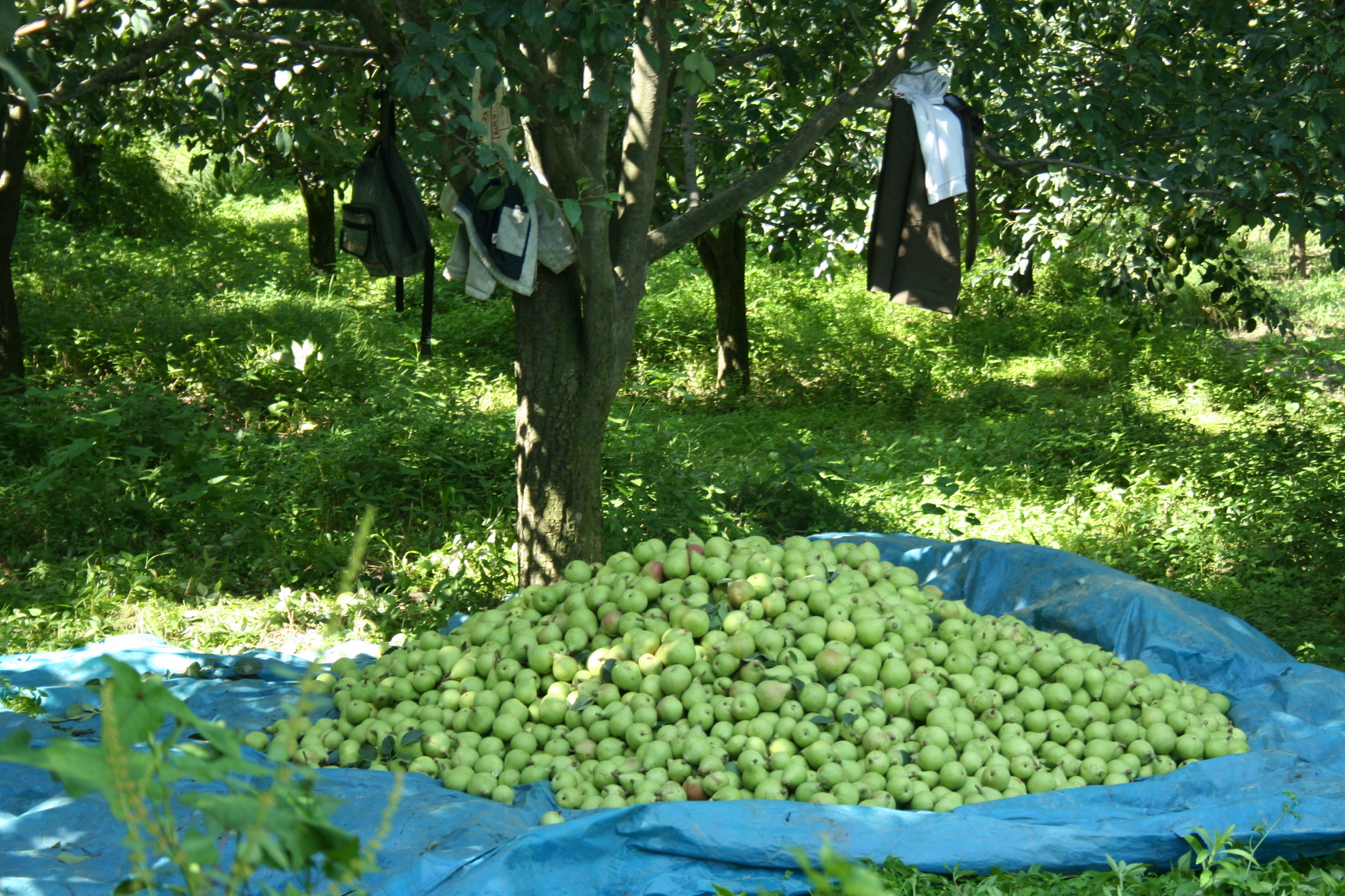 apple-picking2.jpg