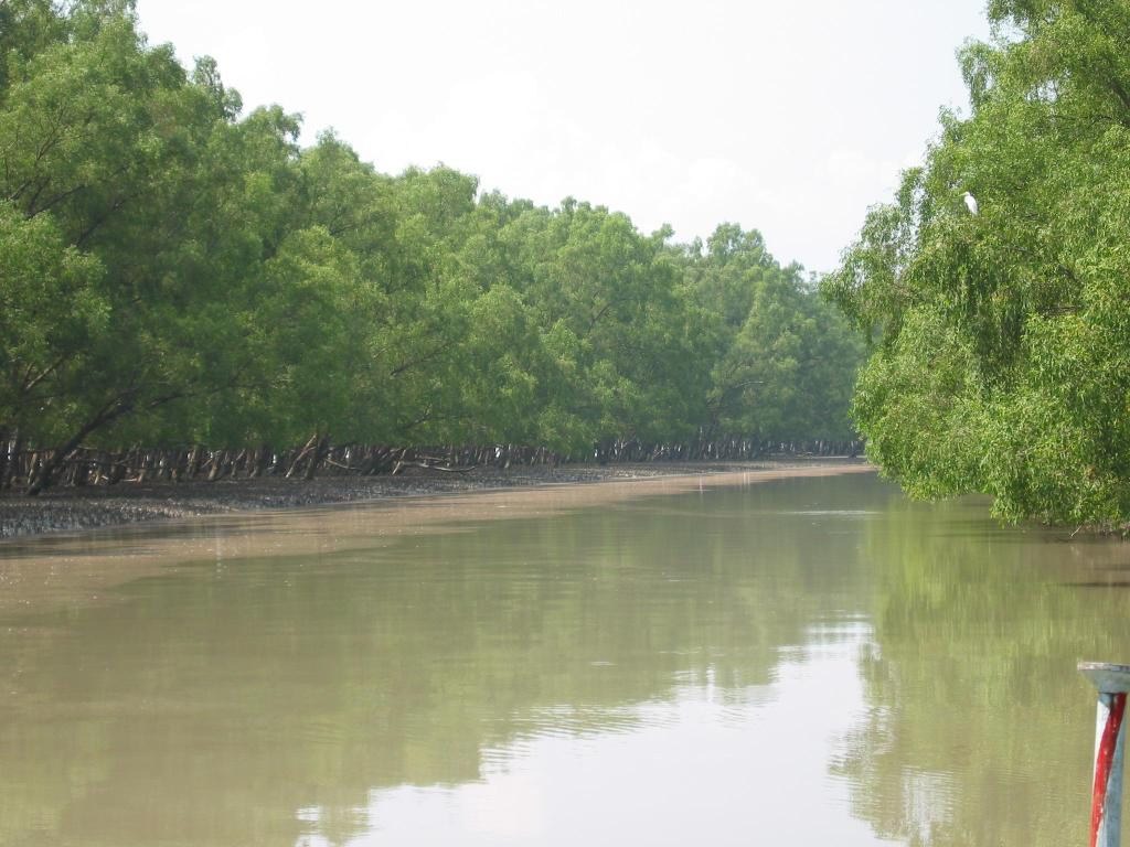 sundarban%2Bforest5.jpg