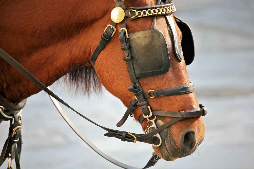 Horse_Blinkers_%284240744343%29.jpg