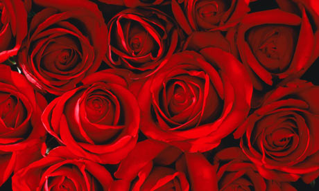 Bunch-of-red-roses-001.jpg