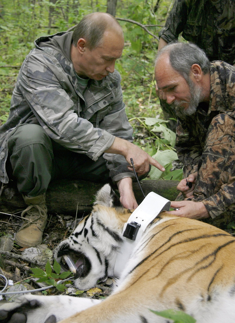 putin-tiger.jpg