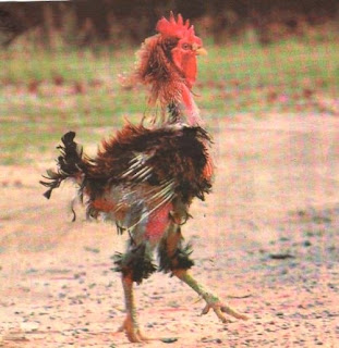 Rooster.jpg