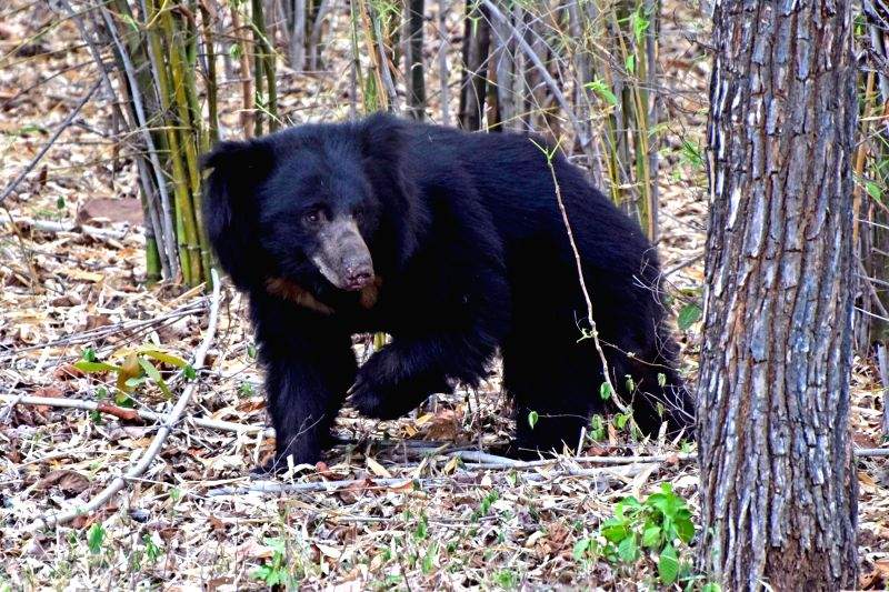 bear-at-tadoba-andhari-tiger-reserve-in-420893.jpg