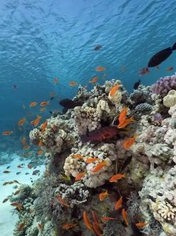 red-sea-diving.jpg