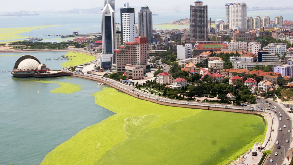 qingdao-algae-08-3-r-net.jpg