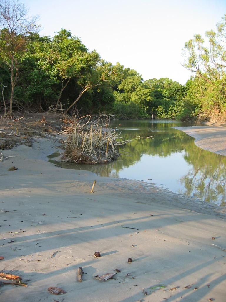 sundarban%2Bforest4.jpg