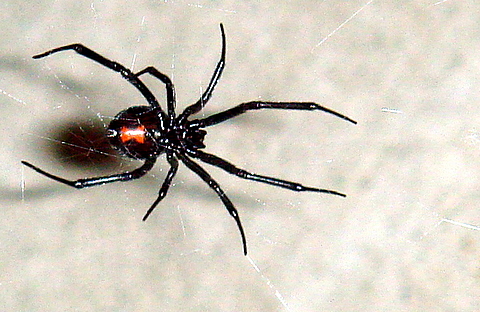 black_widow_11-06.jpg