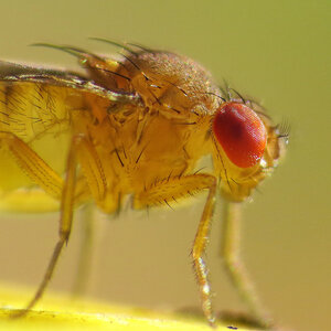 'You Are Getting Sleepy,' Said The Scientist To The Fruit Fly