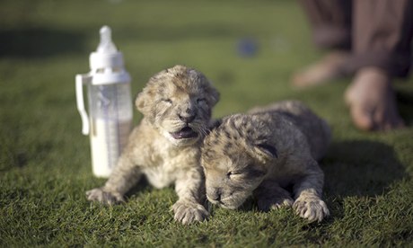 lion-cubs-Fajr-and-Sijil--009.jpg