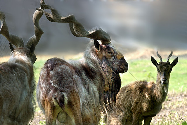 Markhor3.jpg