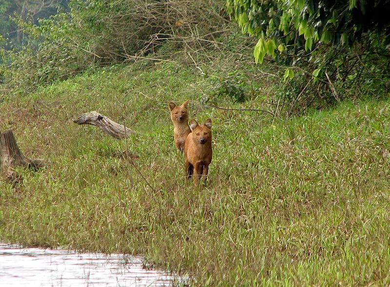 dhole3.jpg