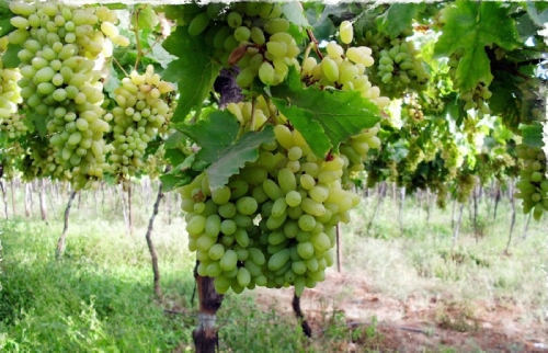 nashik_grapes.jpg