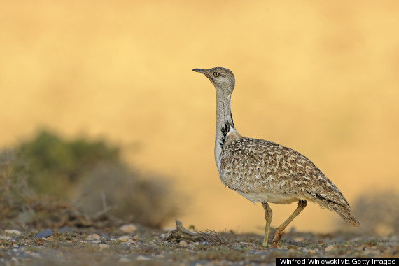 o-HOUBARA-BUSTARD-570.jpg