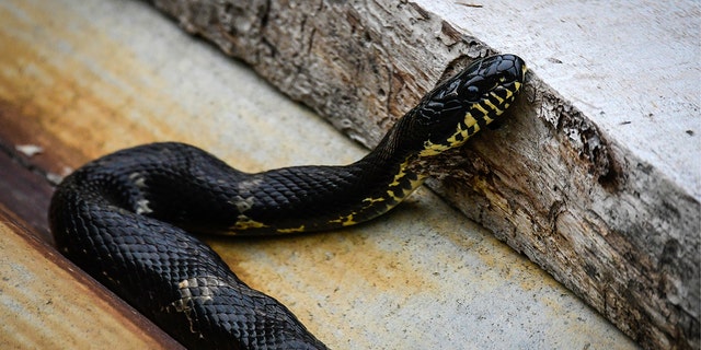 An-Amur-rat-snake..jpg