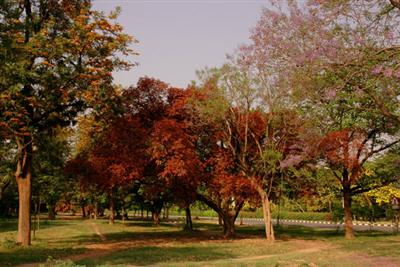 Hibiscus-GArden-Chandigarh.jpg