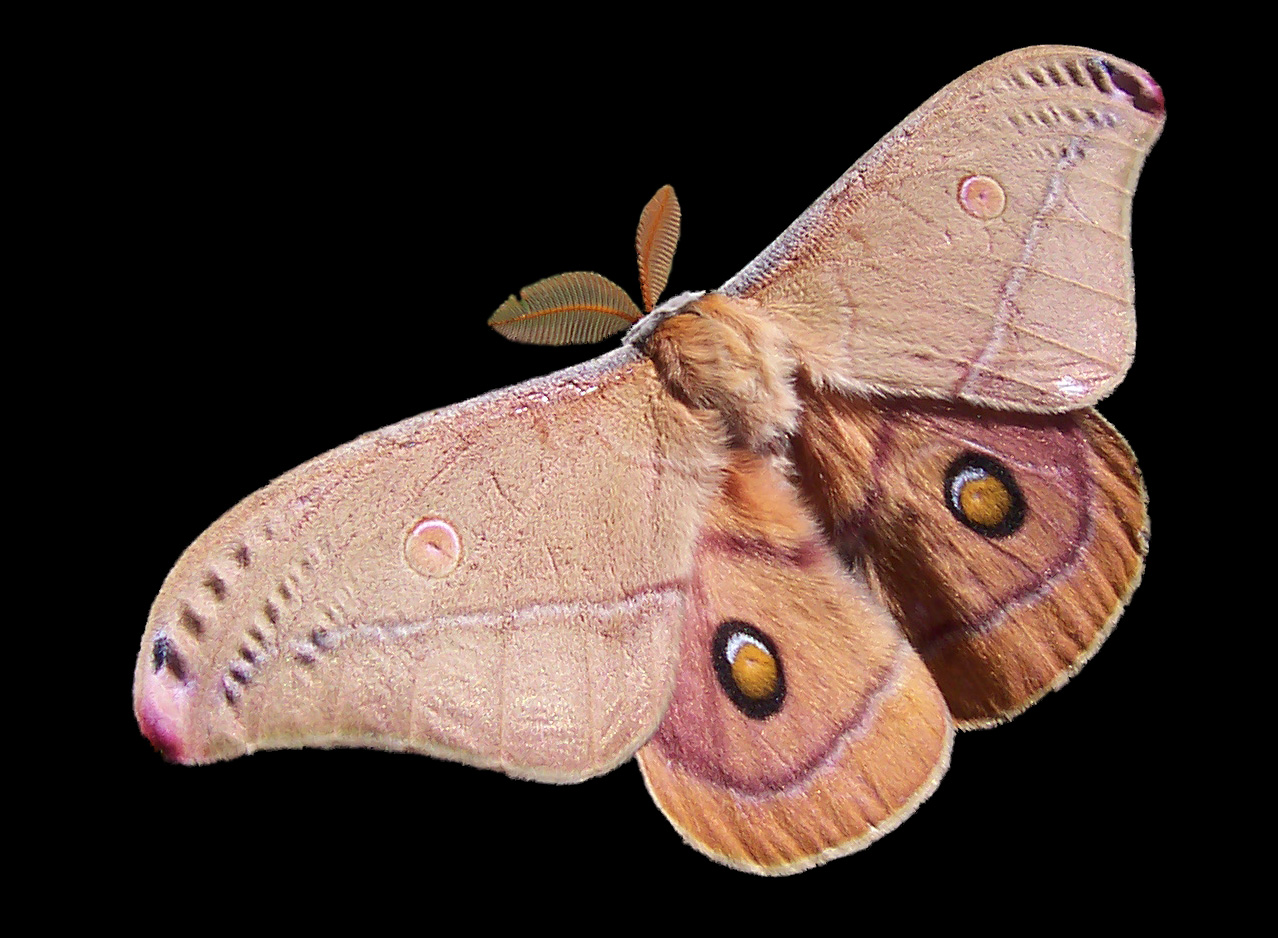 Emperor_Gum_Moth.jpg