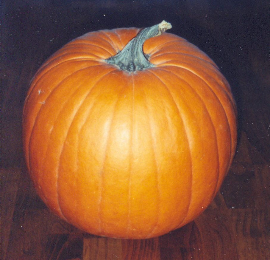 pumpkin1.jpg