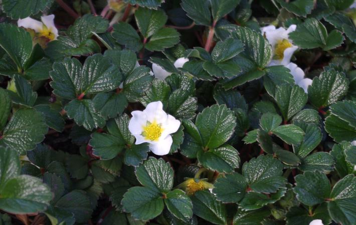 fragaria-chiloensis.jpg