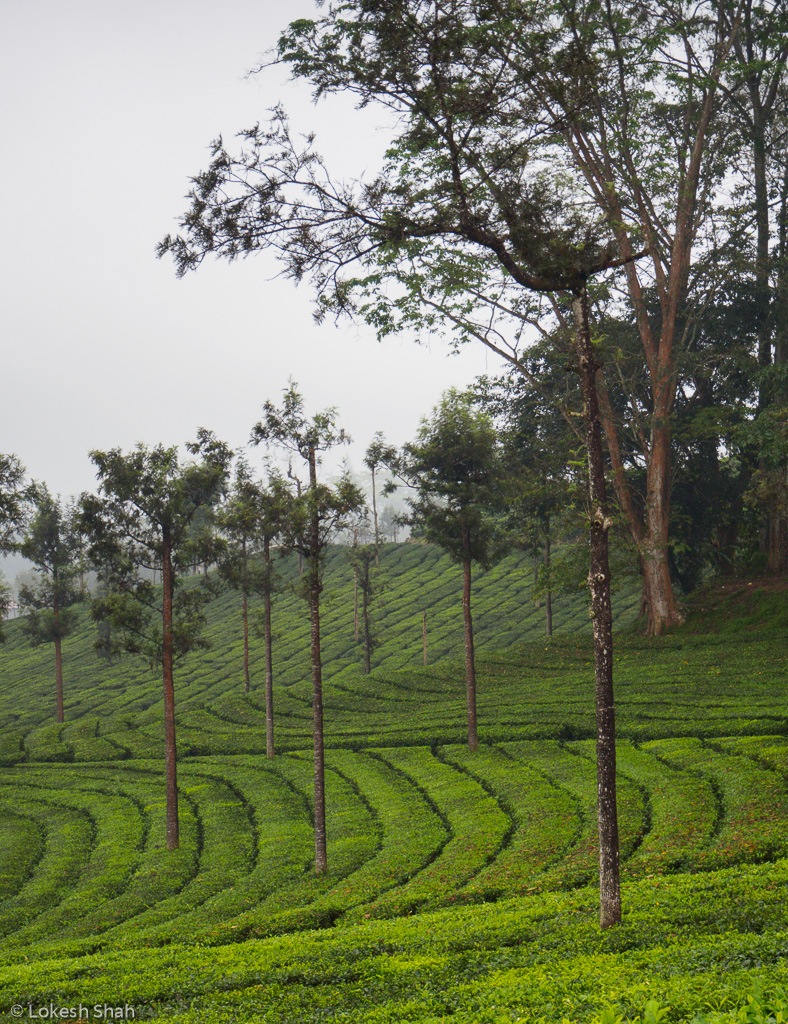 bikeridevalparai_169.jpg