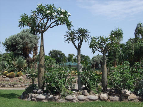 cactus-garden-.jpg