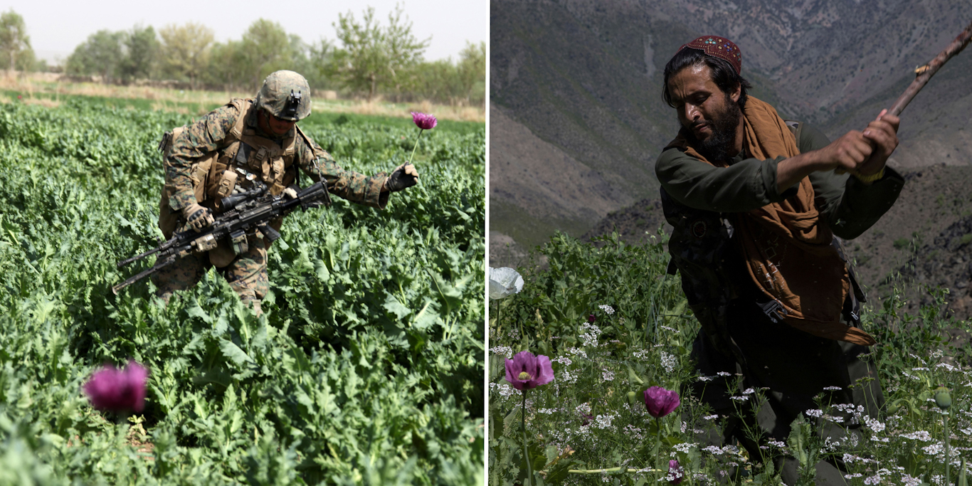 Afghanistan poppy